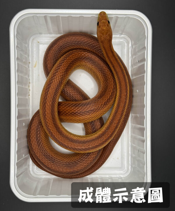 原色直線玉米蛇-公：圖片 3