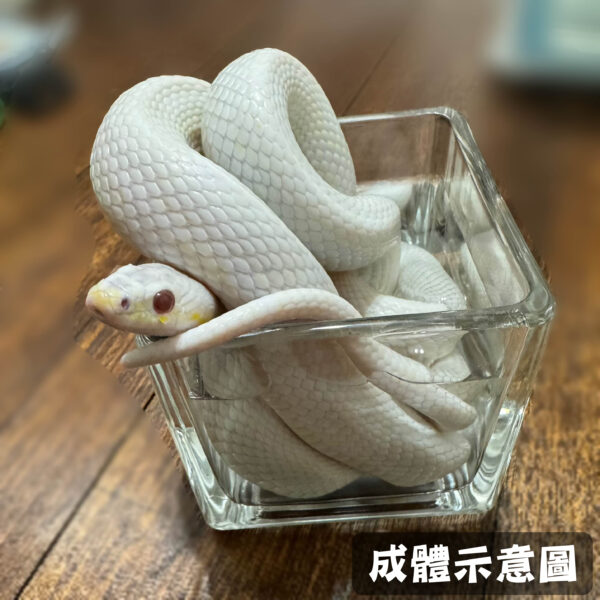 暴風雪玉米蛇-公：圖片 2