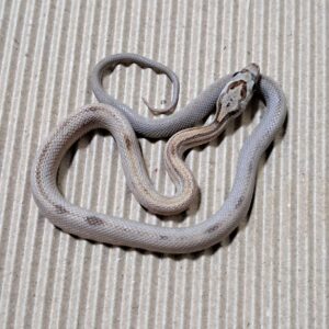 焦糖直線玉米蛇-公