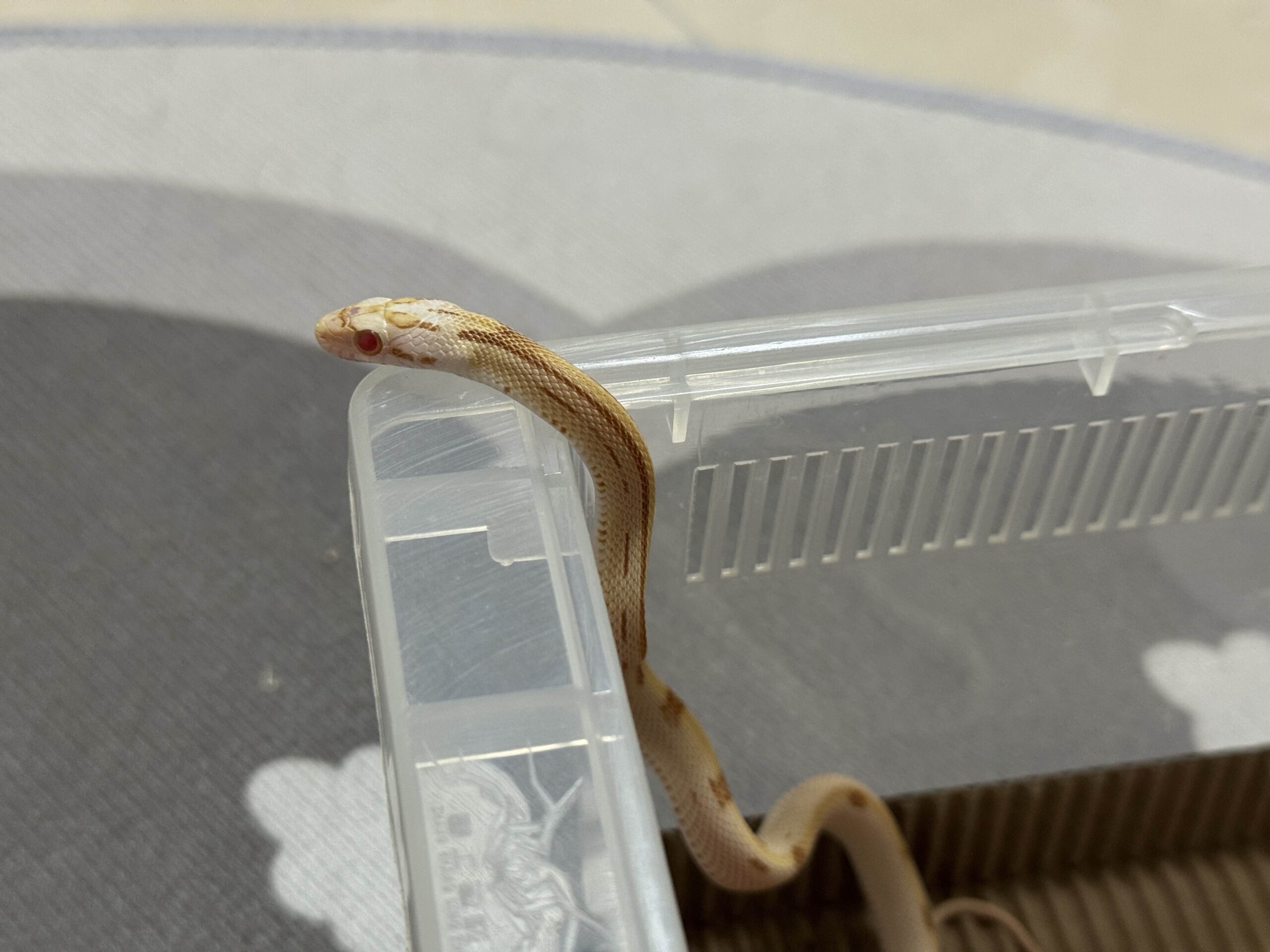 奶油太陽黑子玉米蛇 - 母:圖片 6