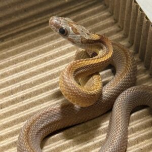 焦糖直線玉米蛇-母