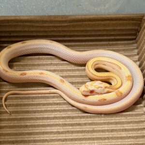 奶油太陽黑子玉米蛇 - 母