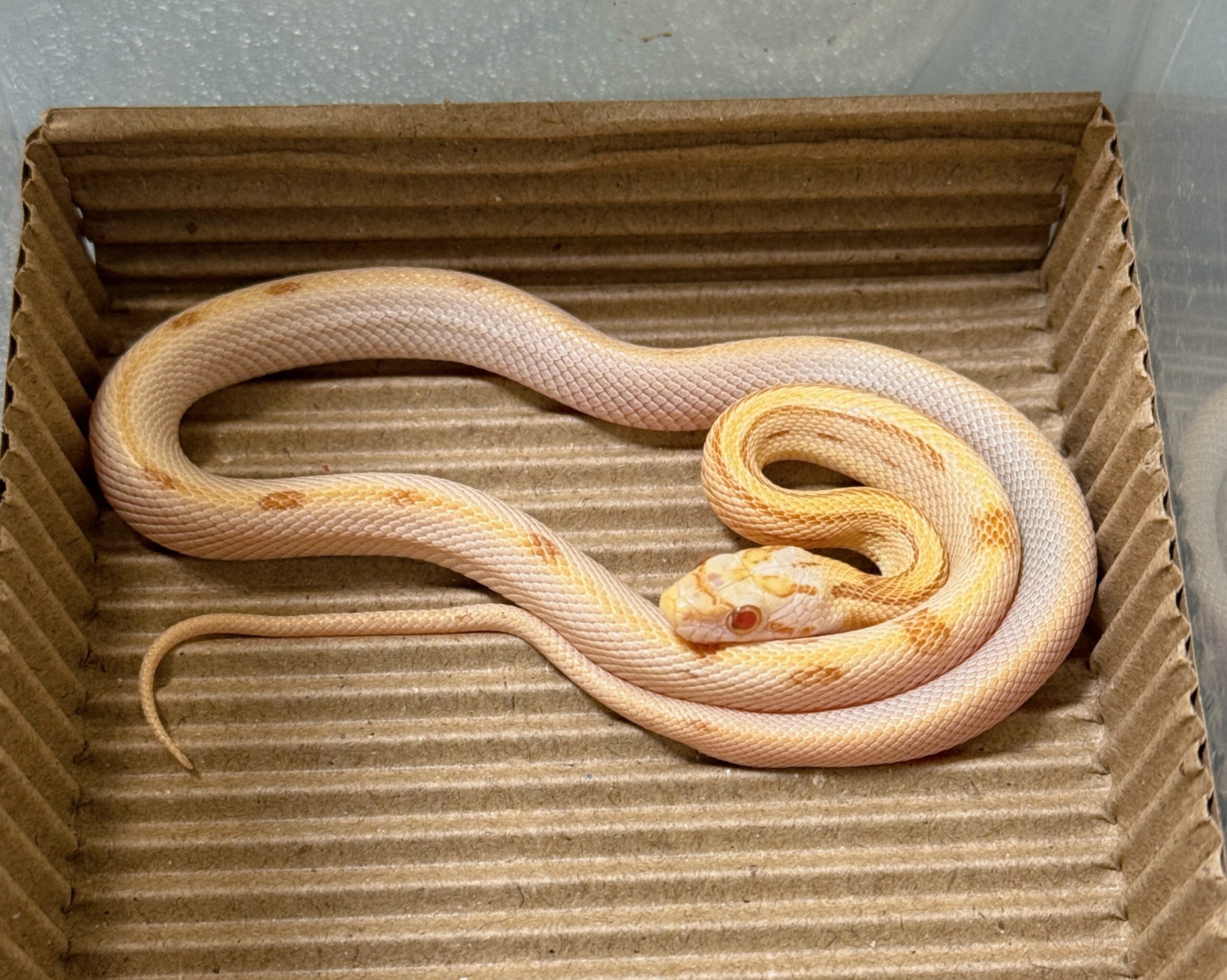 奶油太陽黑子玉米蛇 - 母