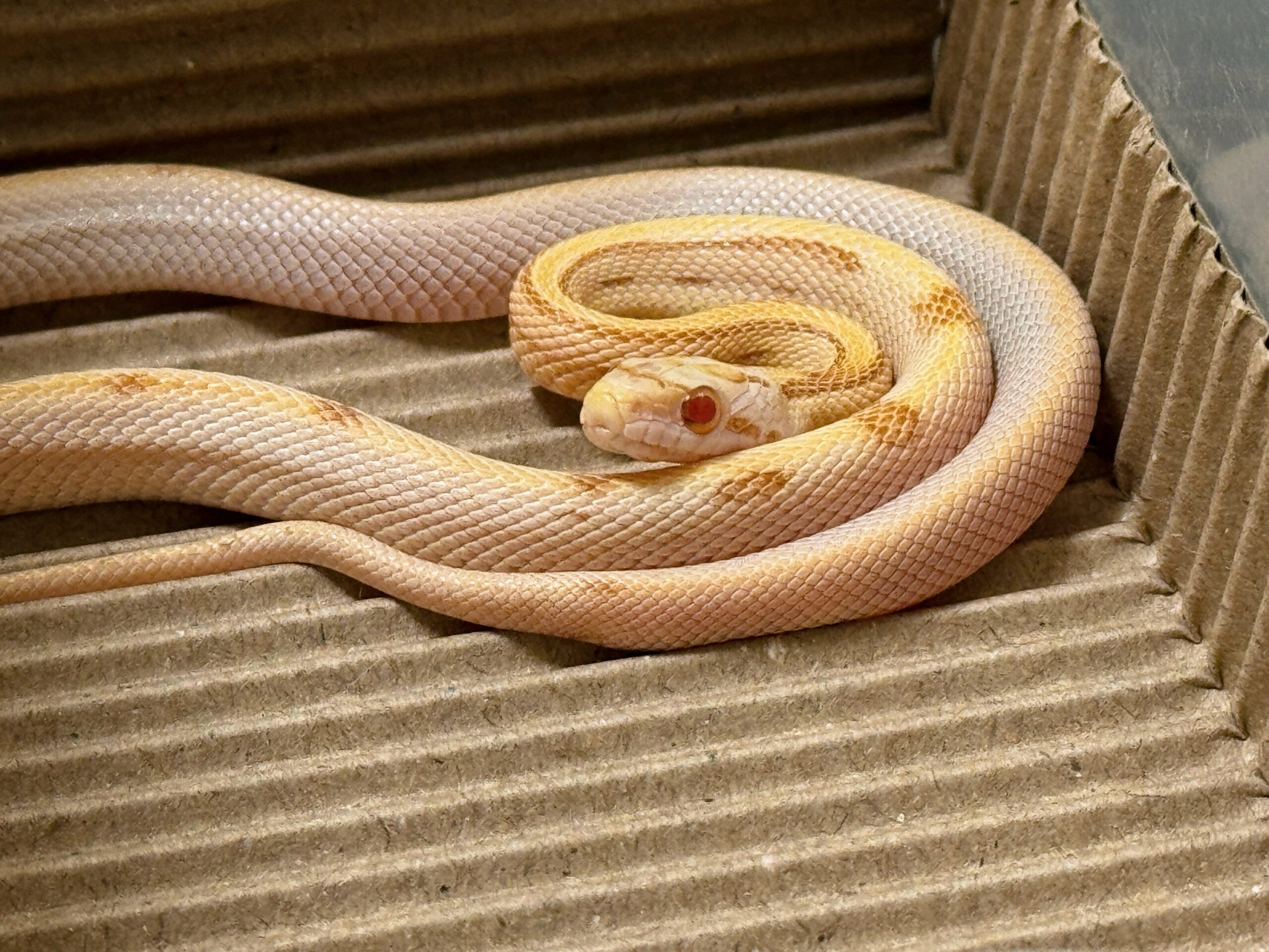 奶油太陽黑子玉米蛇 - 母:圖片 2