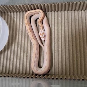 奶油直線玉米蛇-公