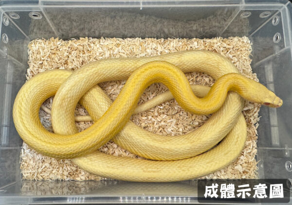奶油直線玉米蛇-母：圖片 2