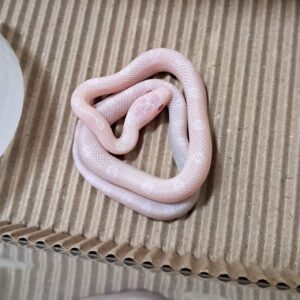 立可白玉米蛇-公