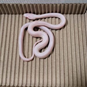 立可白直甜玉米蛇-母