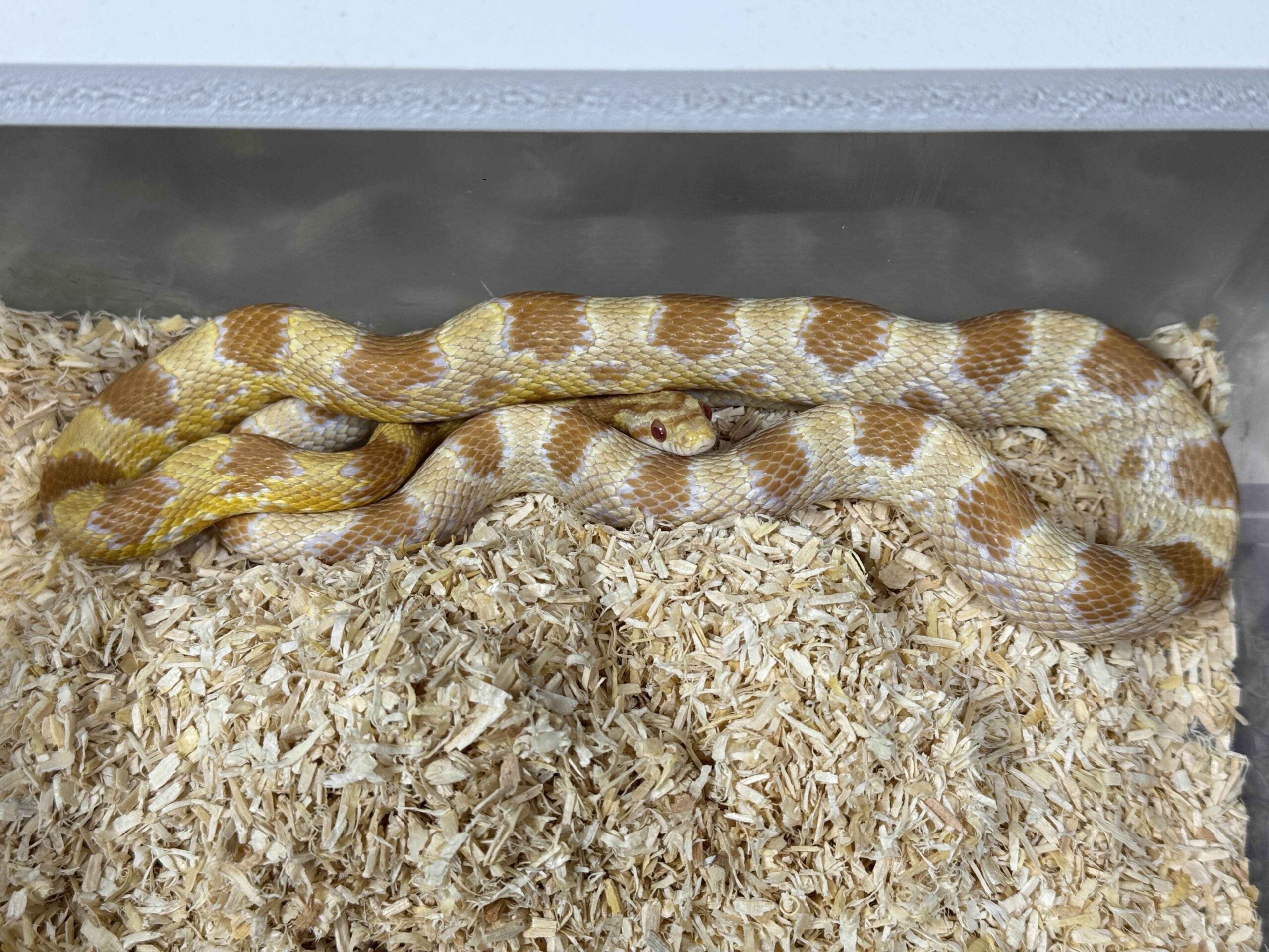 23年奶油玉米蛇-公:圖片 4