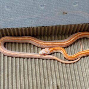 火焰直線泰莎玉米蛇-公