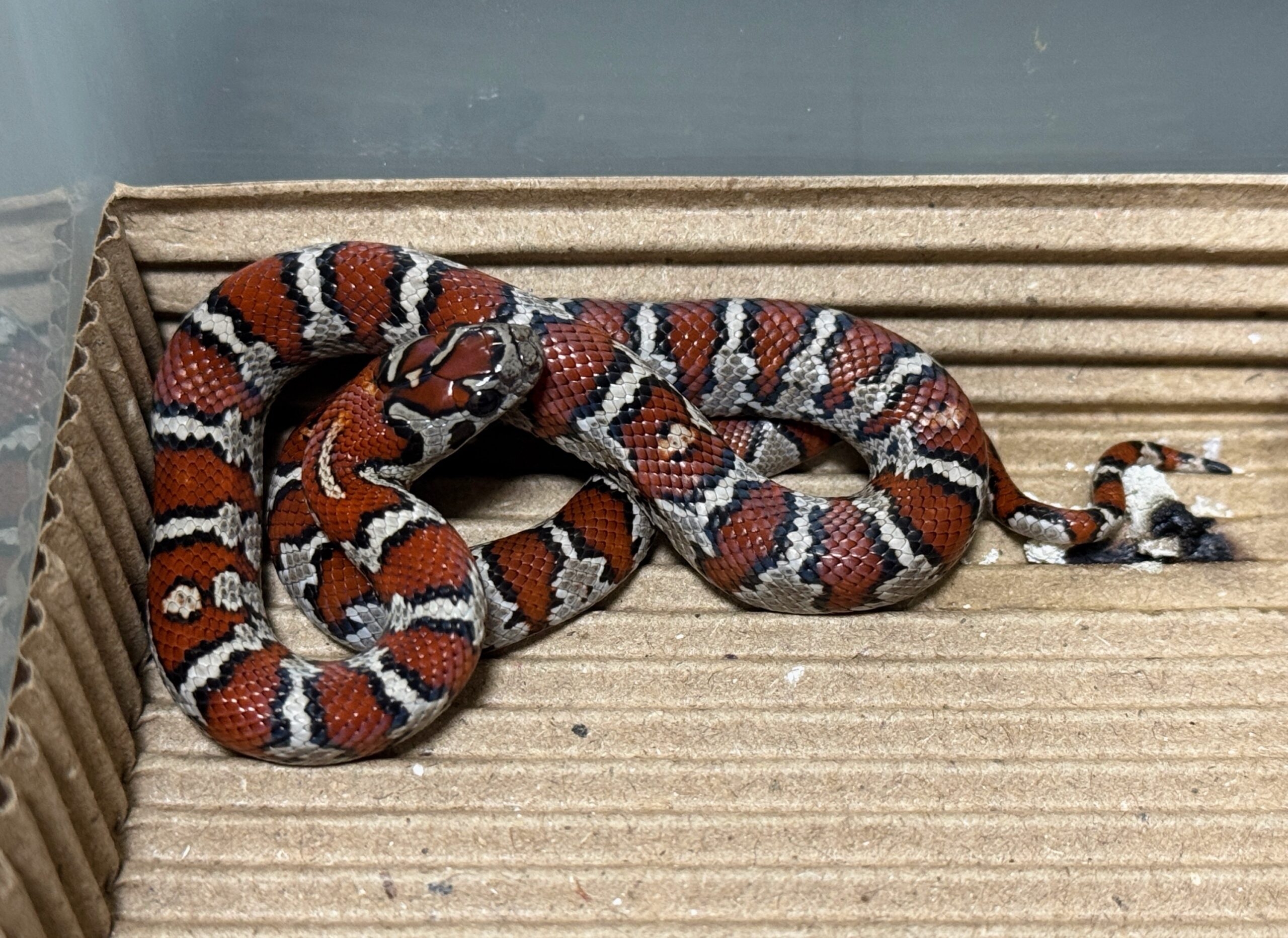 聖路易王蛇-母:圖片 3