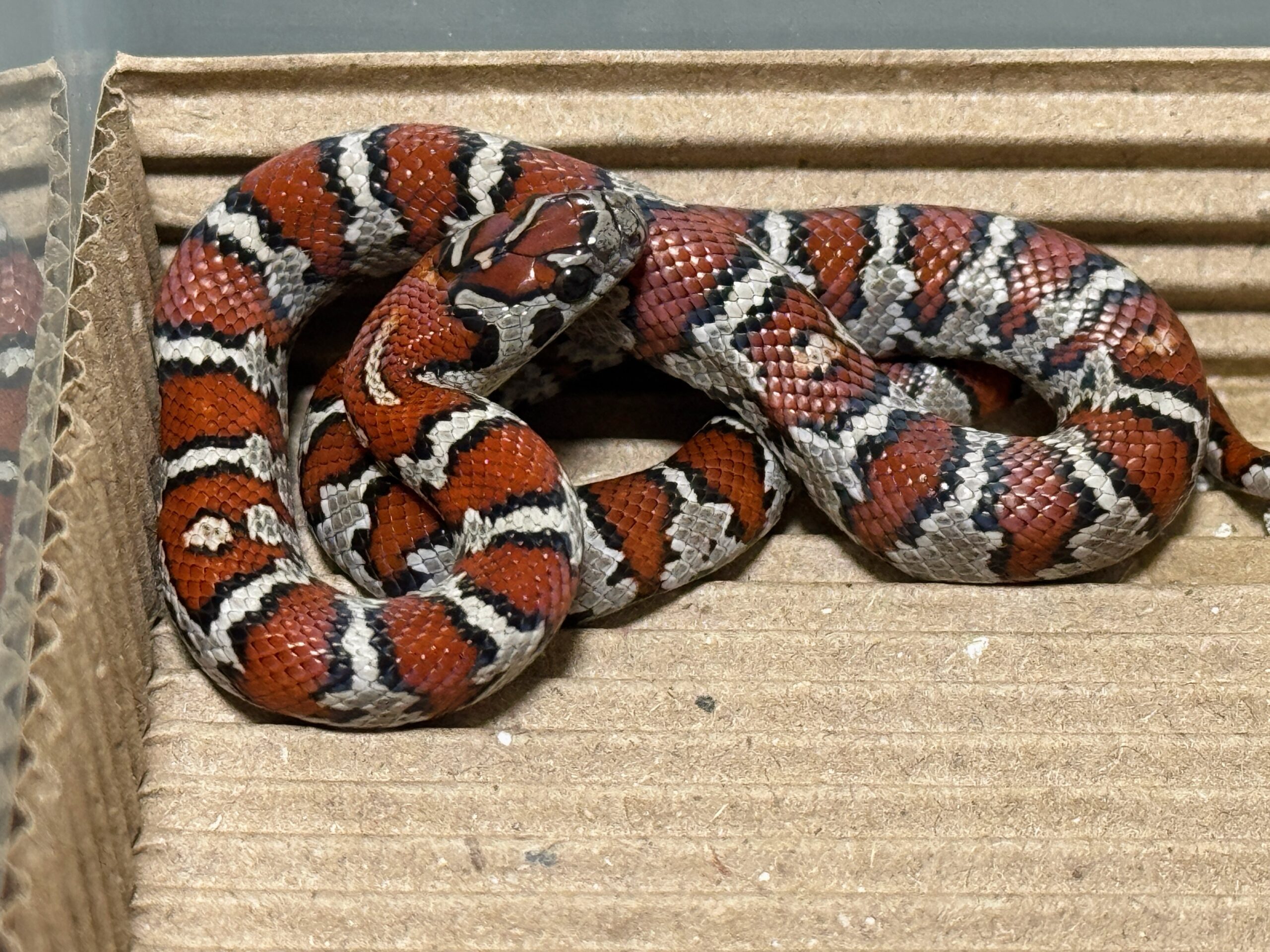 聖路易王蛇-母:圖片 2