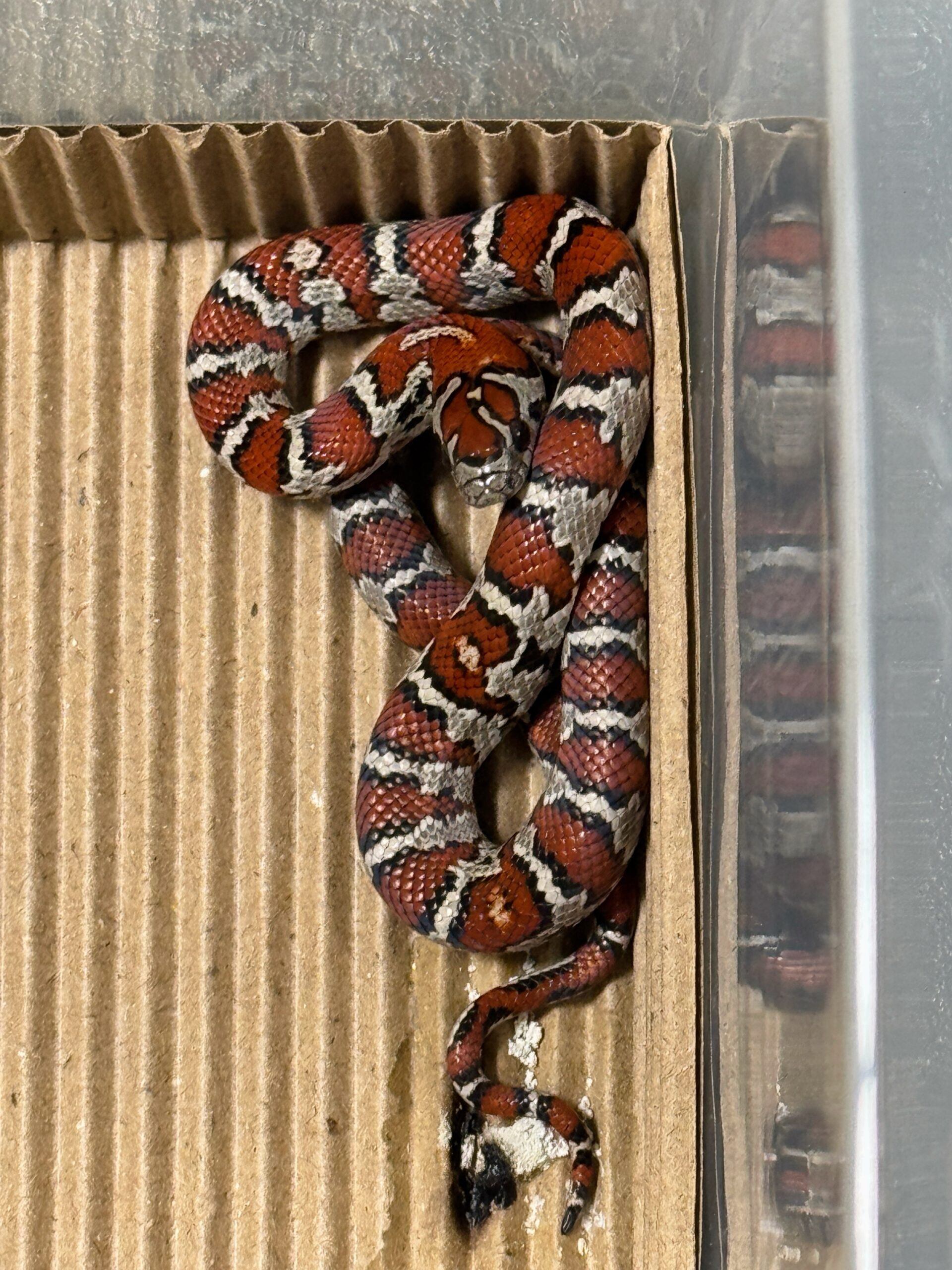 聖路易王蛇-母:圖片 4