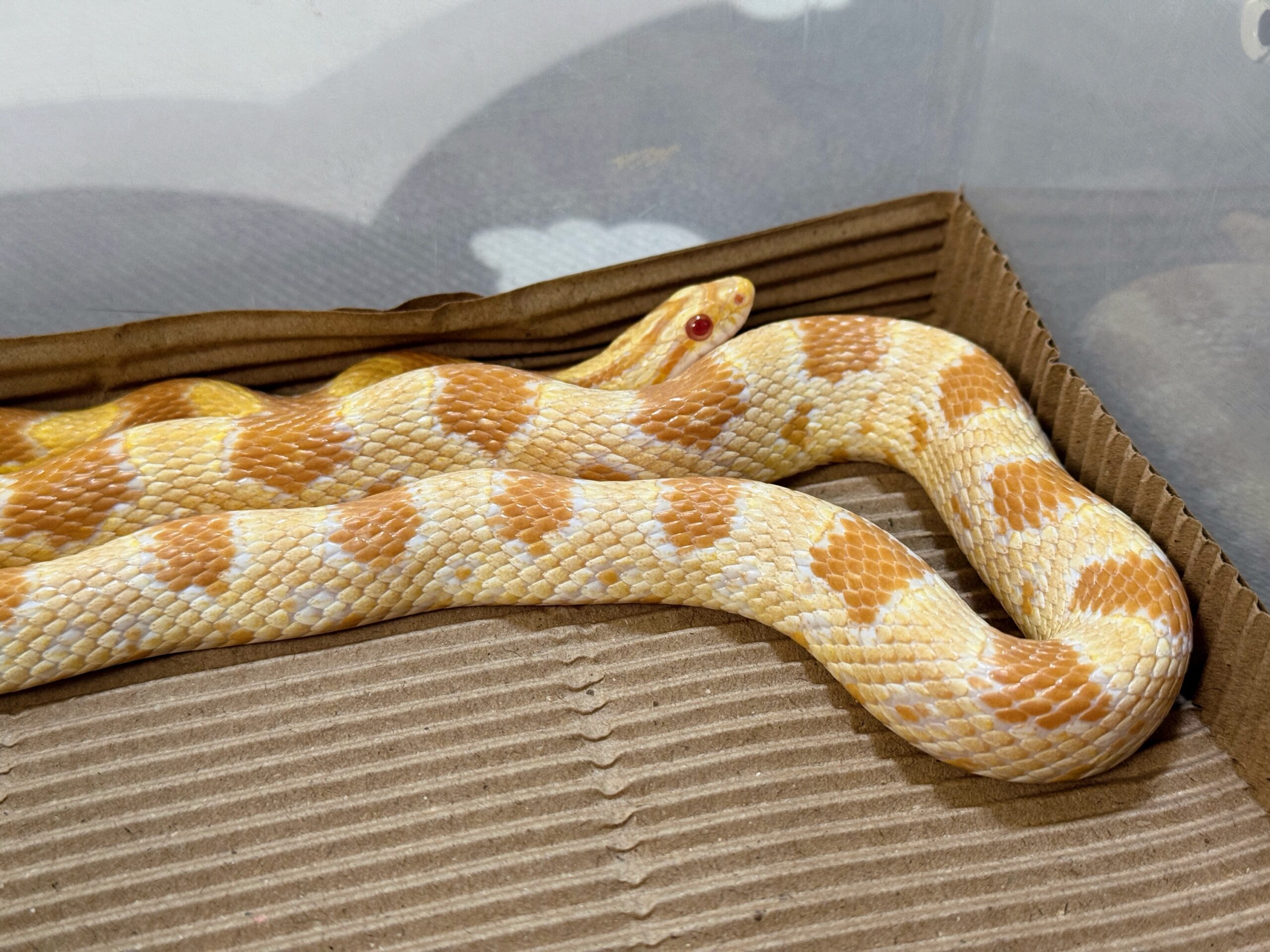 23年奶油玉米蛇-公:圖片 2