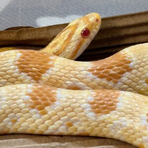 23年奶油玉米蛇-公