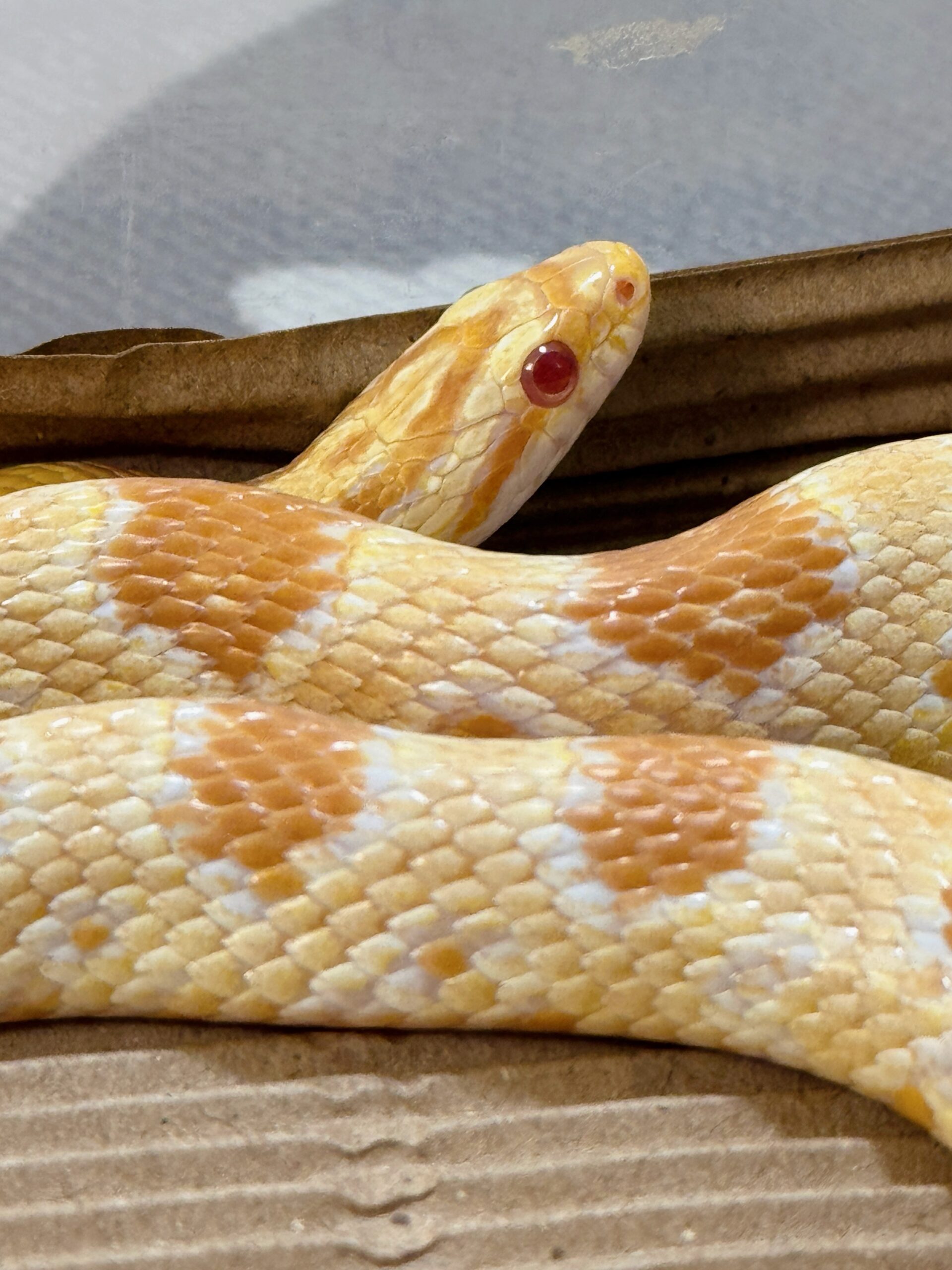 23年奶油玉米蛇-公