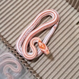 反歐泰莎玉米蛇-公