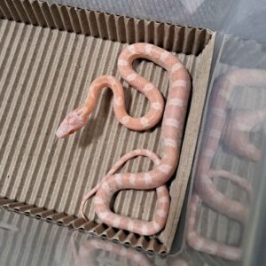 蛋白石玉米蛇-母