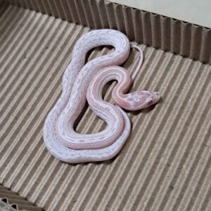 薄荷糖泰莎玉米蛇-母