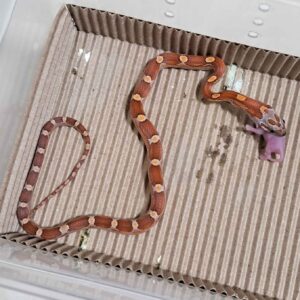 海波太妃血紅玉米蛇-母