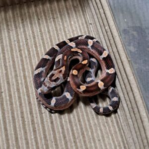 血紅玉米蛇 - 公