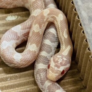 珊瑚雪白玉米蛇 - 母