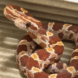 海波玉米蛇 - 公