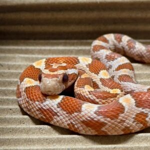 海波太妃玉米蛇-公