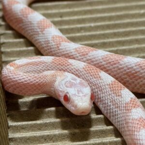 薄荷糖玉米蛇-公