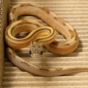 血紅焦糖直線玉米蛇 - 母