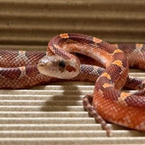 太妃血紅派玉米蛇-公