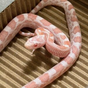 薄荷糖玉米蛇-母