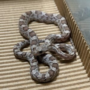 煤渣玉米蛇 - 公