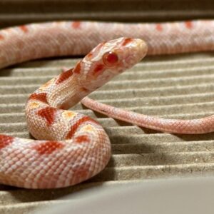 高白反歐玉米蛇 - 公 (ng)