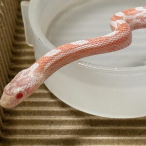 薄荷糖玉米蛇-母