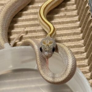 焦糖血紅直玉米蛇 - 母