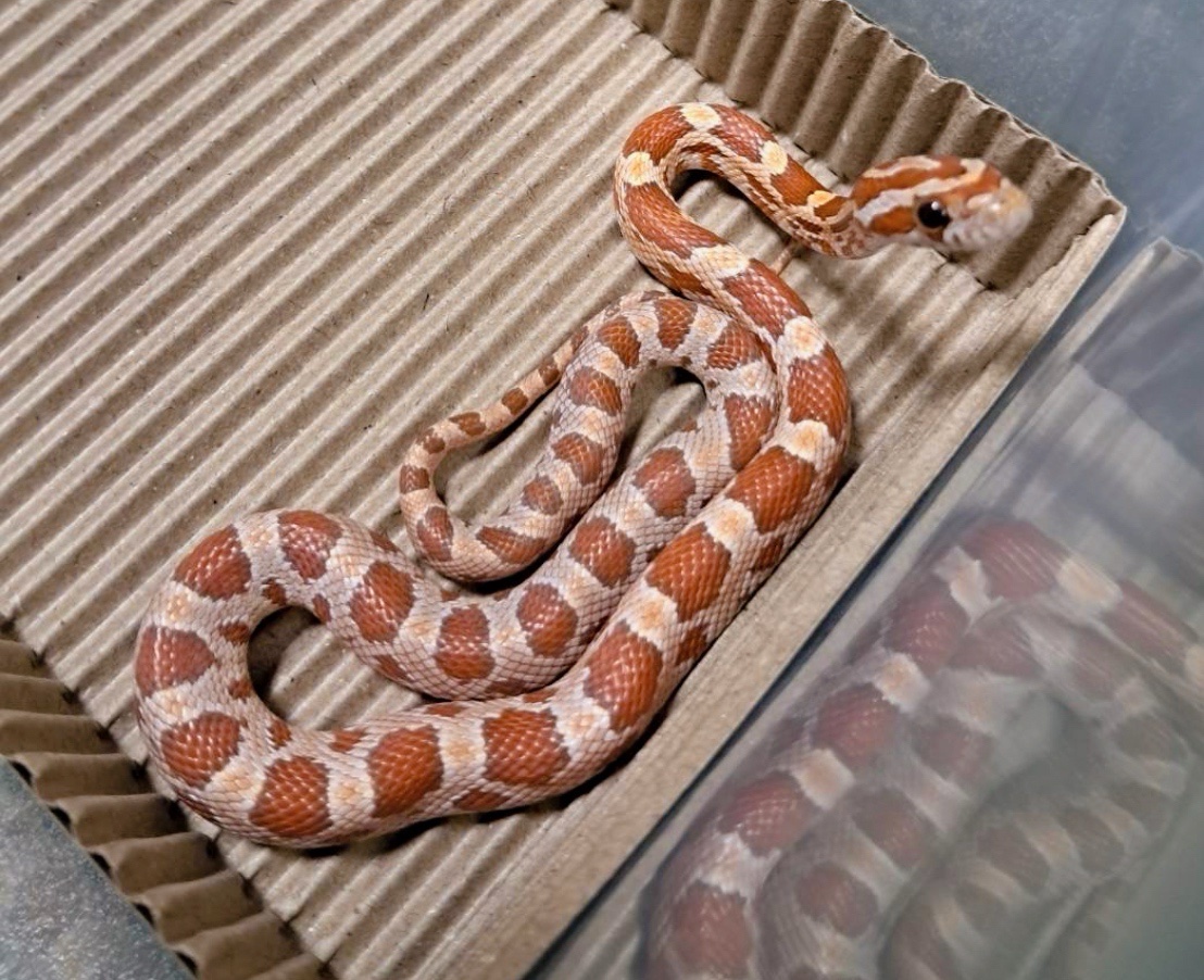 海波太妃玉米蛇-公:圖片 3