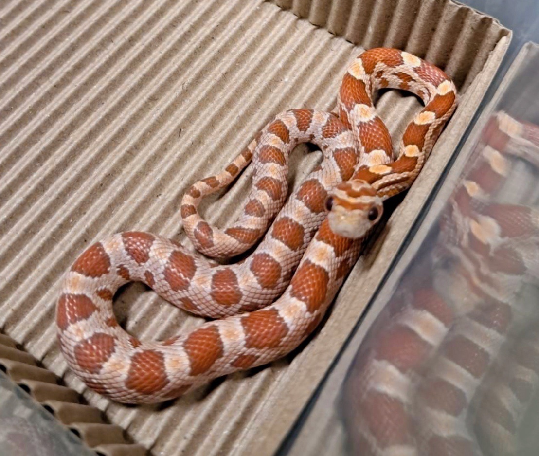 海波太妃玉米蛇-公:圖片 4