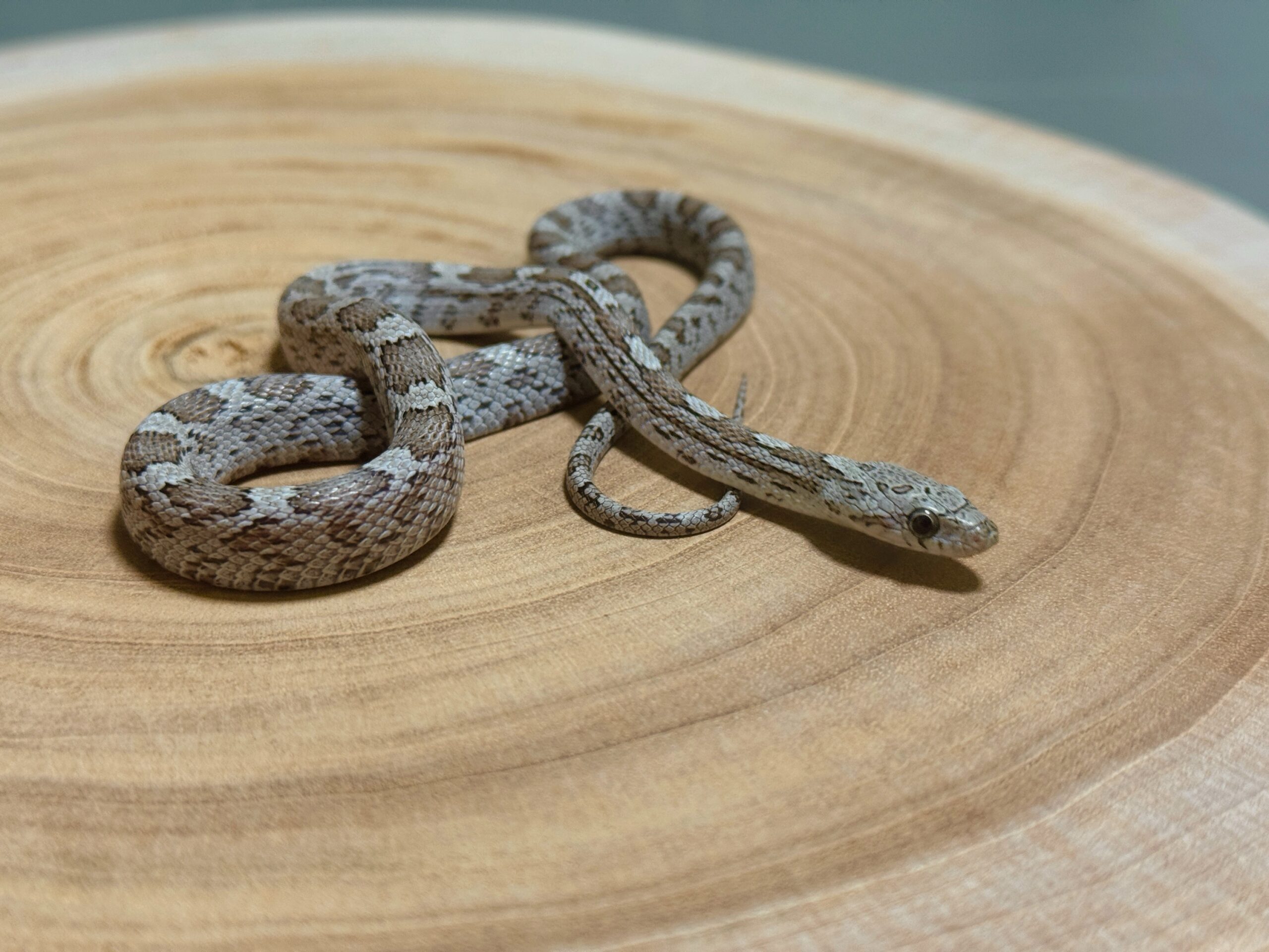 煤渣玉米蛇 - 公:圖片 2