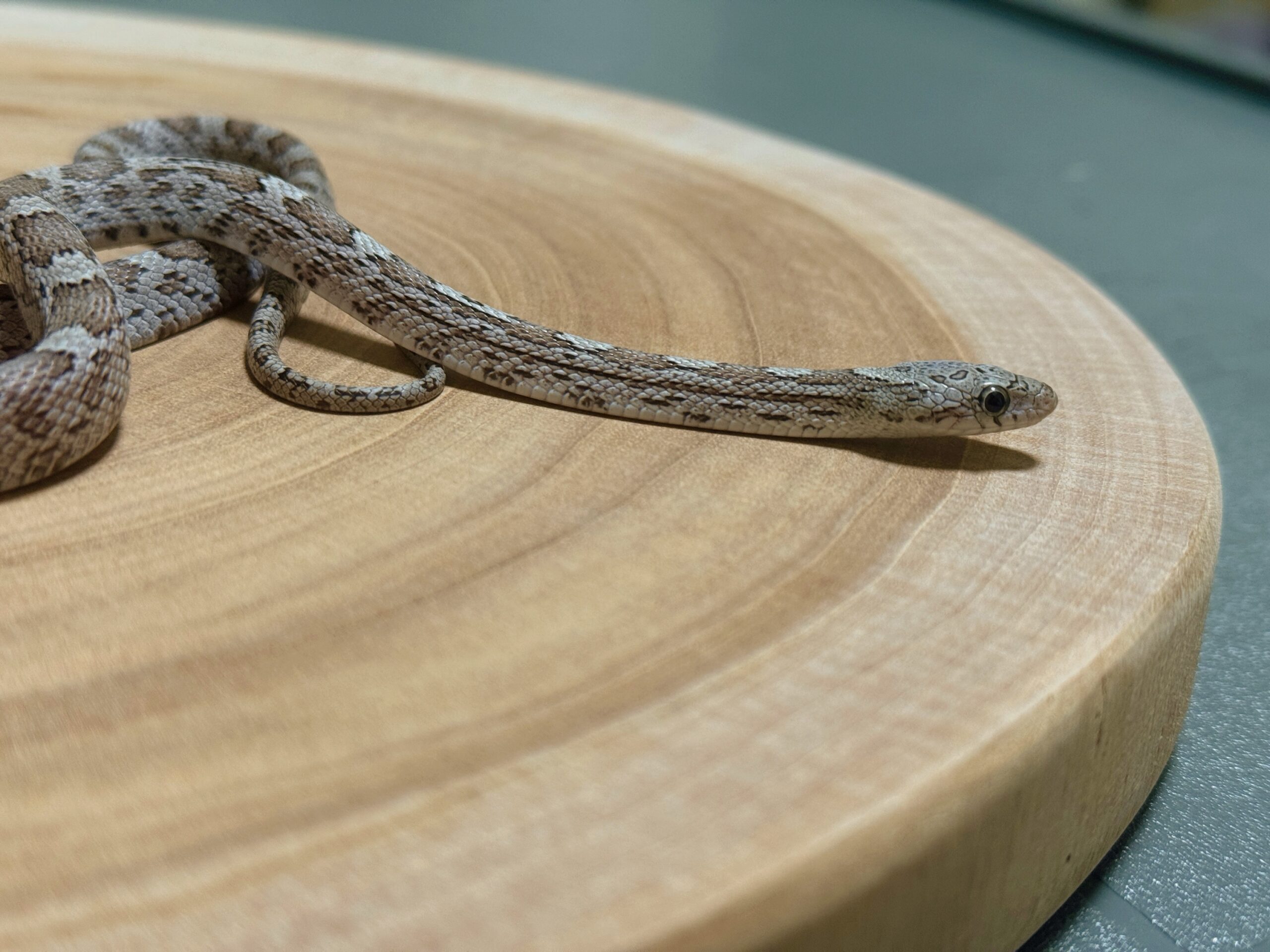 煤渣玉米蛇 - 公:圖片 4