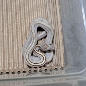 焦糖血紅直玉米蛇 - 母