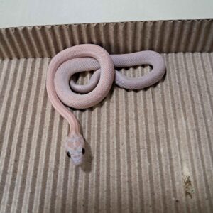 海波薰衣草直線玉米蛇-母(NG)