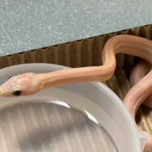 海波薰衣草直線玉米蛇-公