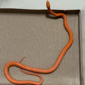 24年火焰直線玉米蛇-公