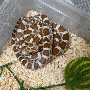 金箔玉米蛇 - 母