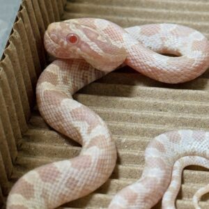 雪白玉米蛇 - 公