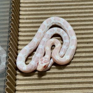 雪白玉米蛇 - 一對