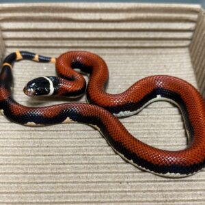 無紋帝王奶蛇 - 公