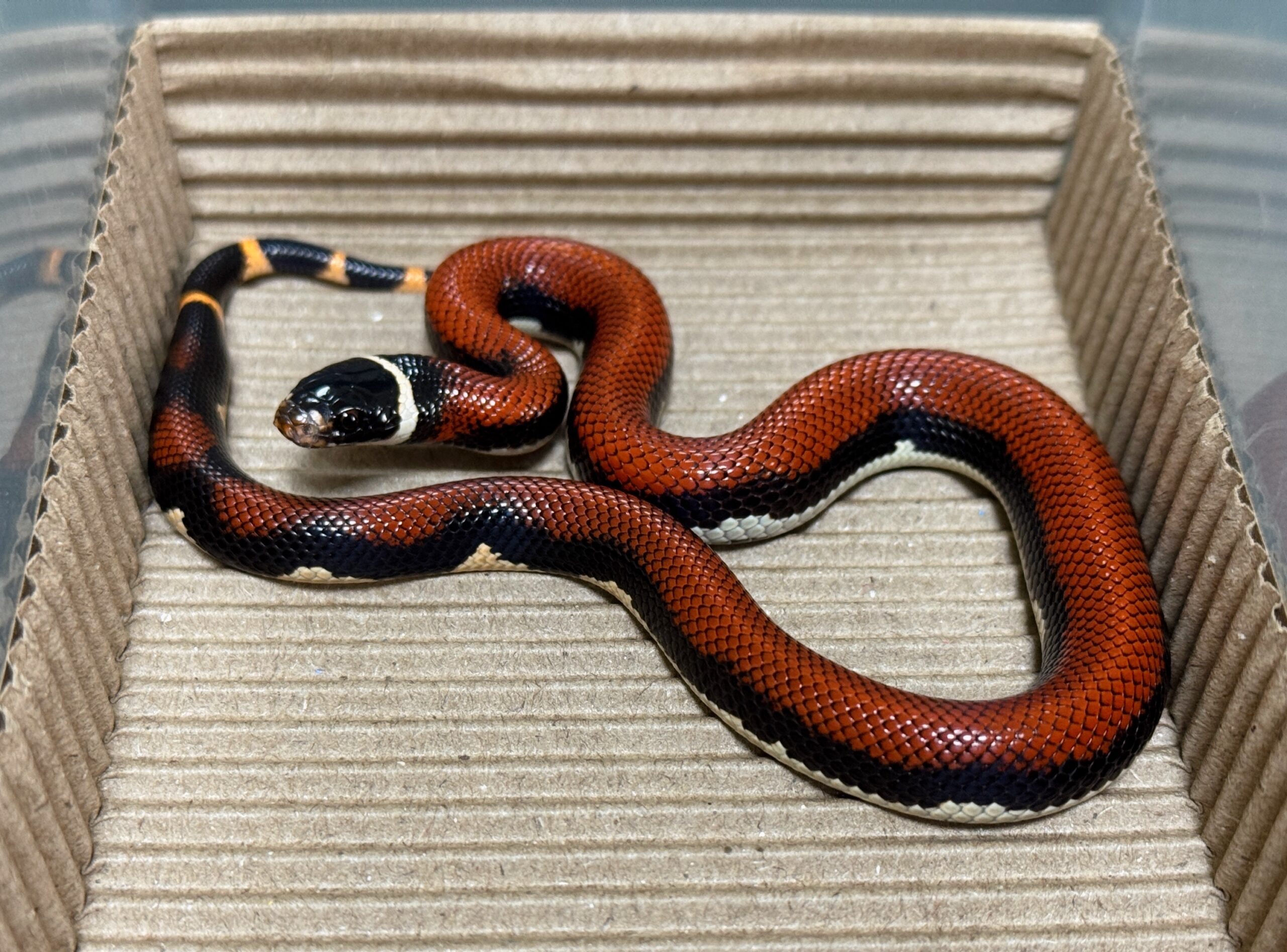 無紋帝王奶蛇 - 公