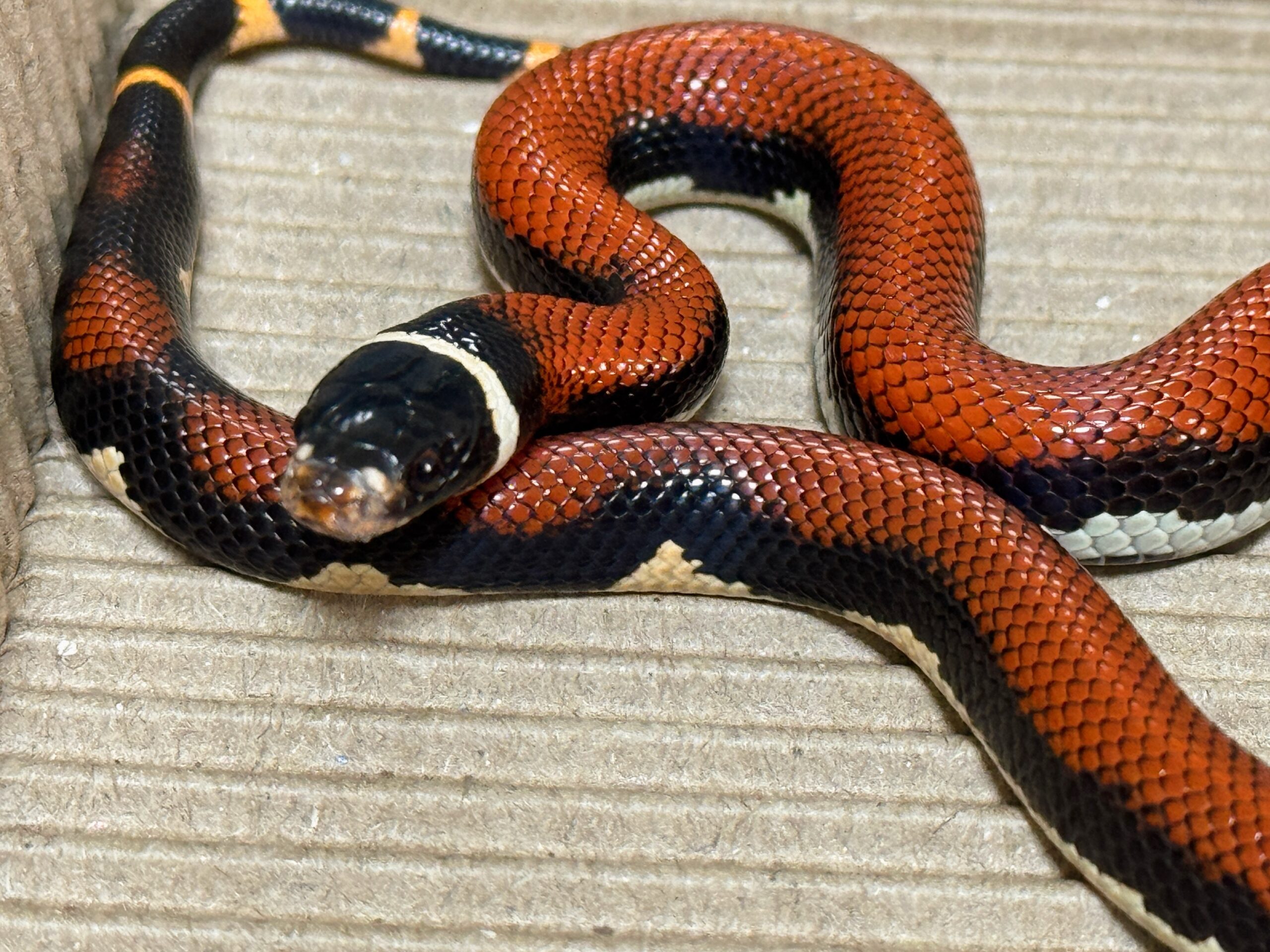 無紋帝王奶蛇 - 公:圖片 2